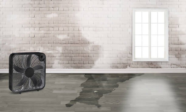 Best Carpet water damage restoration  in Callaway, MD